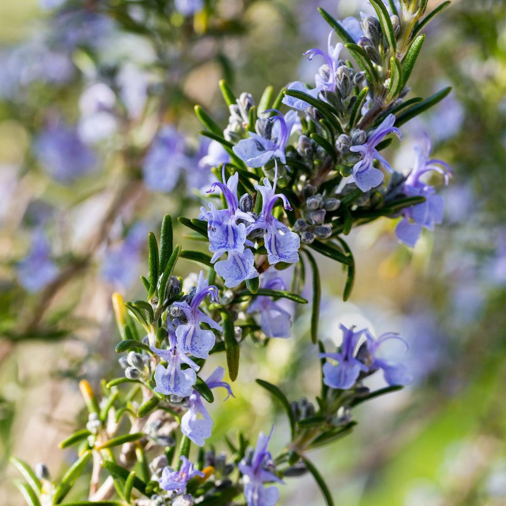 Stamm Pflanze, Rosmarinus officinalis, Terrassen Pflanze, Immergrün, Winterhart, Lila Blüte, Topf 19 cm 90 cm