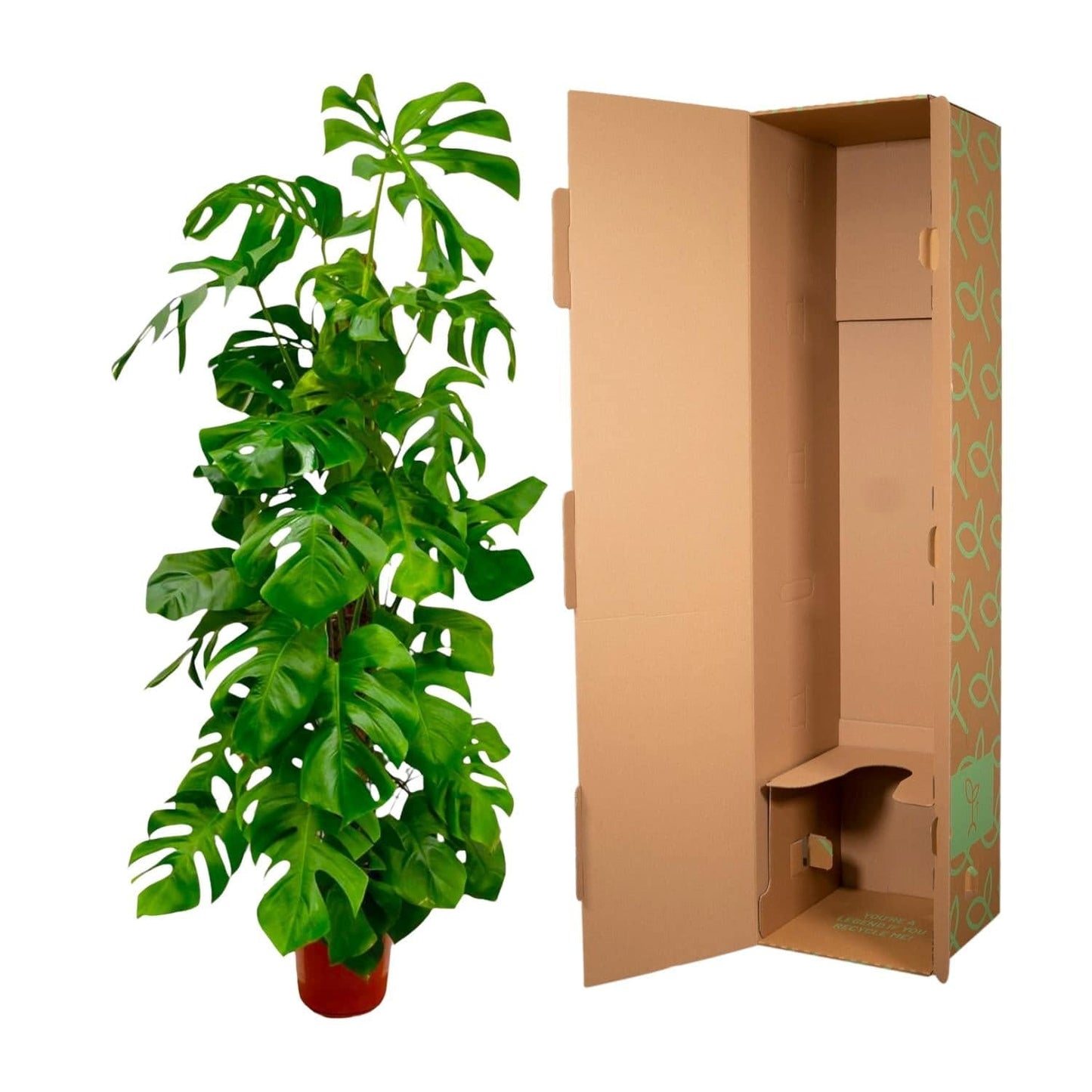 Monstera deliciosa XXL – 180 cm – Ø27 - Botanic-Vibes