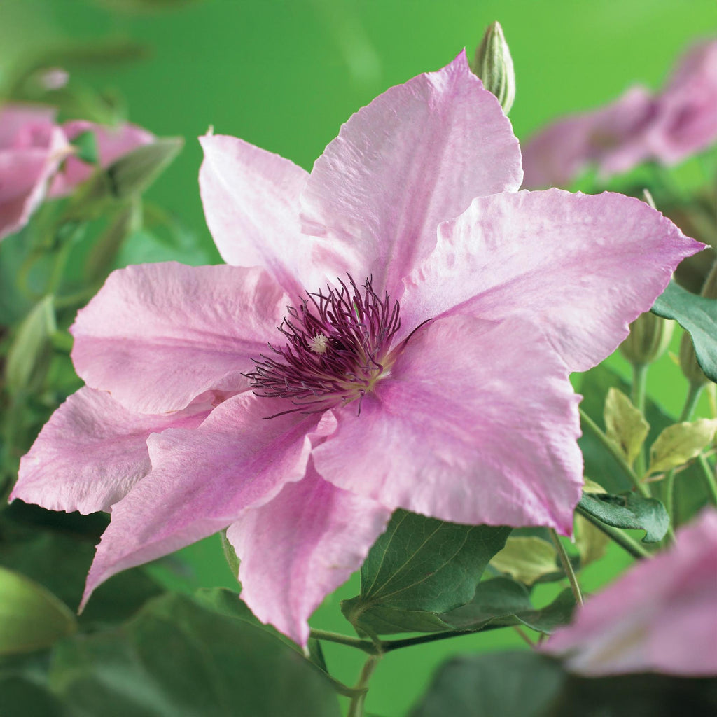 Kletterpflanze, Clematis Rosa Fantasy, Blüte Rosa, Wenig Pflege, 2 Pflanzen, Topf 11 cm 40 cm