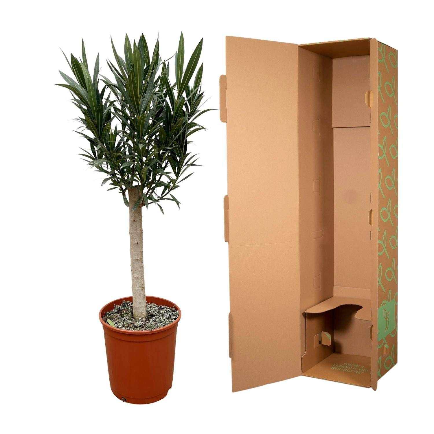 Nerium oleander auf Stamm mit rosa Blüte – 110 cm – Ø22 - Botanic-Vibes