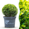 Buxus Kugel, BetterBuxus Skylight, Widerstandsfähig gegen die Buxuskrankheit, 1 Pflanze, Topf 23 cm Kugel 25 cm