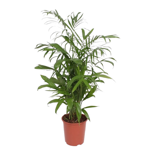 Chamaedorea seifrizii – 140 cm – Ø27