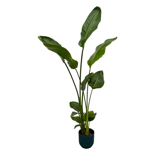 Strelitzia nicolai inklusive elho Vibes Fold Round blau – 100 cm – Ø18