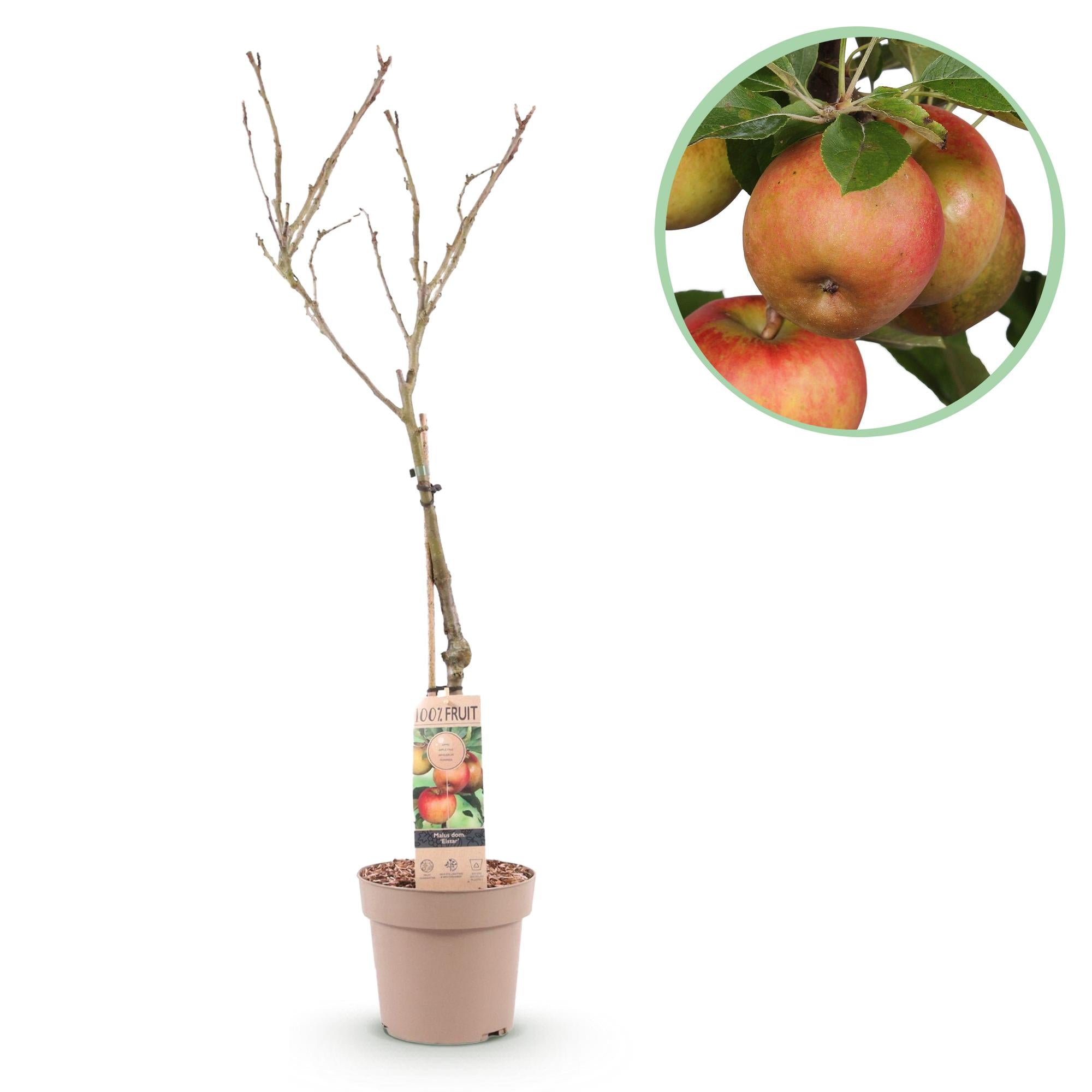 Obstbaum, Malus domestica Elstar, Apfelbaum, Winterhart, Rot-Grüner Apfel, 1 Pflanze, Topf 21 cm, 90 cm