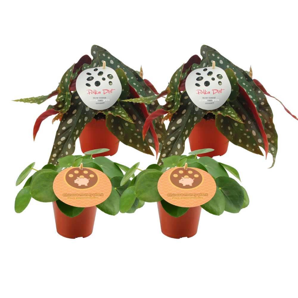 2x Pilea Peperomioides + 2x Begonia Maculata, 4 Stück, Ø12 cm, 20 cm