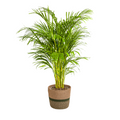 Dypsis Areca Lutescens mit Korb Ø24 cm, 120-140 cm
