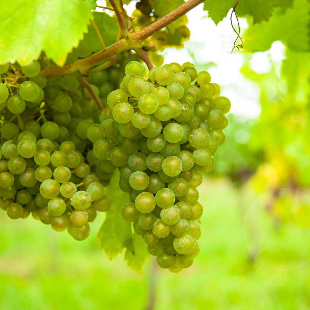 Obstpflanze, Vitis vinifera Vroege van der Laan, Weinrebe, Winterhart, Weiße Traube, 2 Pflanzen, Topf 15 cm, 50 cm