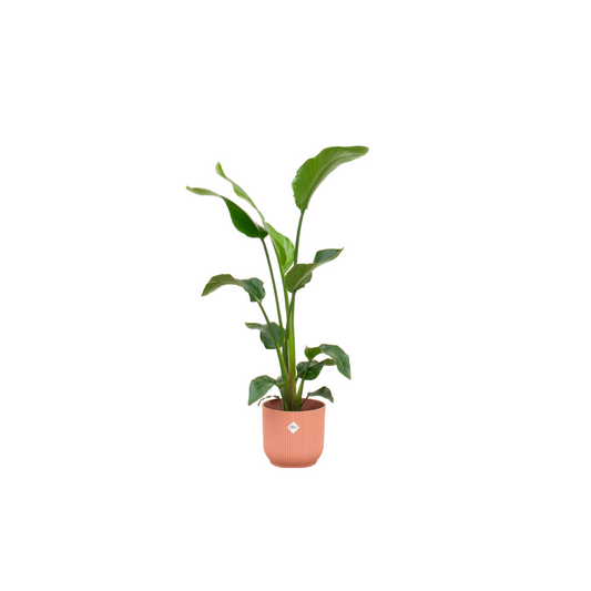 Combi deal - Strelitzia nicolai inklusive elho Vibes Fold Round Rosa Ø22 – 100 cm