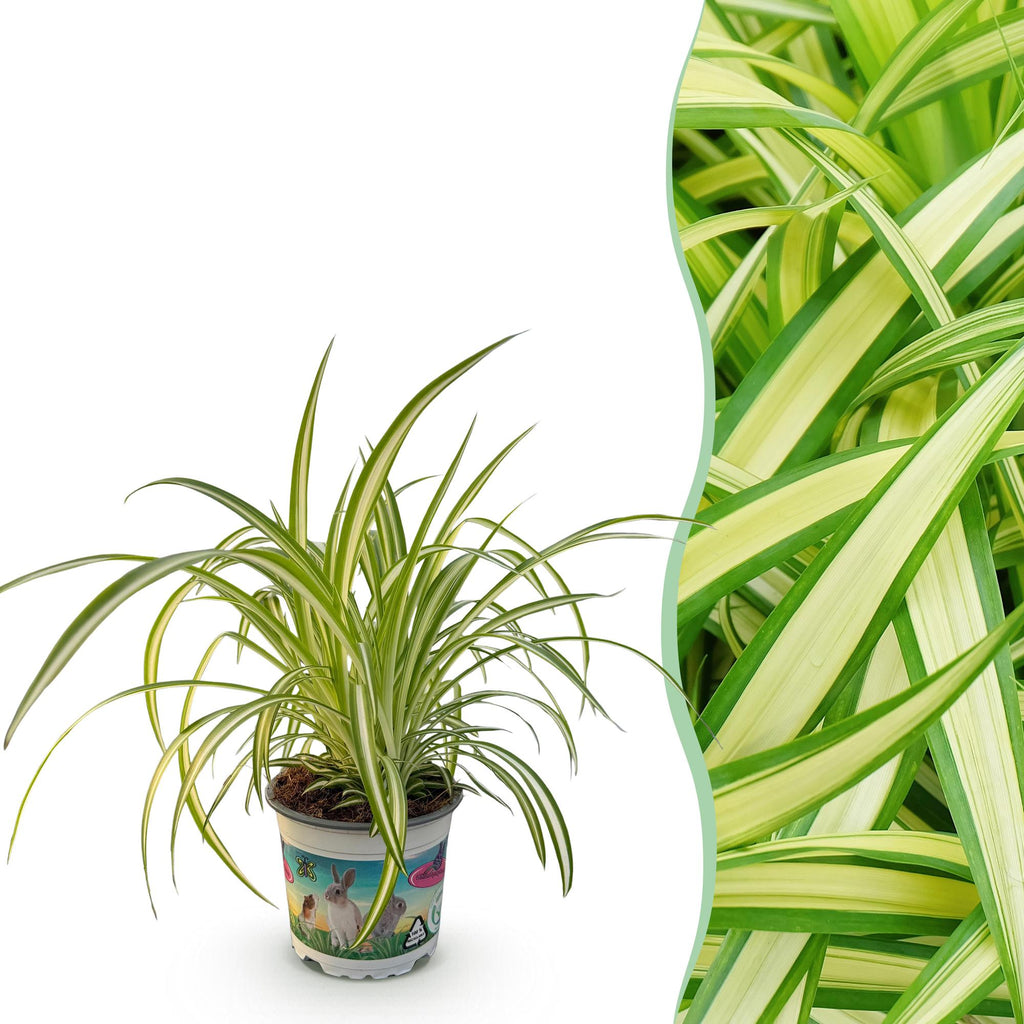 Green boutiQ, Zimmerpflanze, Chlorophytum comosum Variegatum, Bunte Graslilie, Haustierfreundliche Pflanze, Grün, Topf 12cm, Höhe 20cm