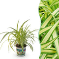 Green boutiQ, Zimmerpflanze, Chlorophytum comosum Variegatum, Bunte Graslilie, Haustierfreundliche Pflanze, Grün, Topf 12cm, Höhe 20cm