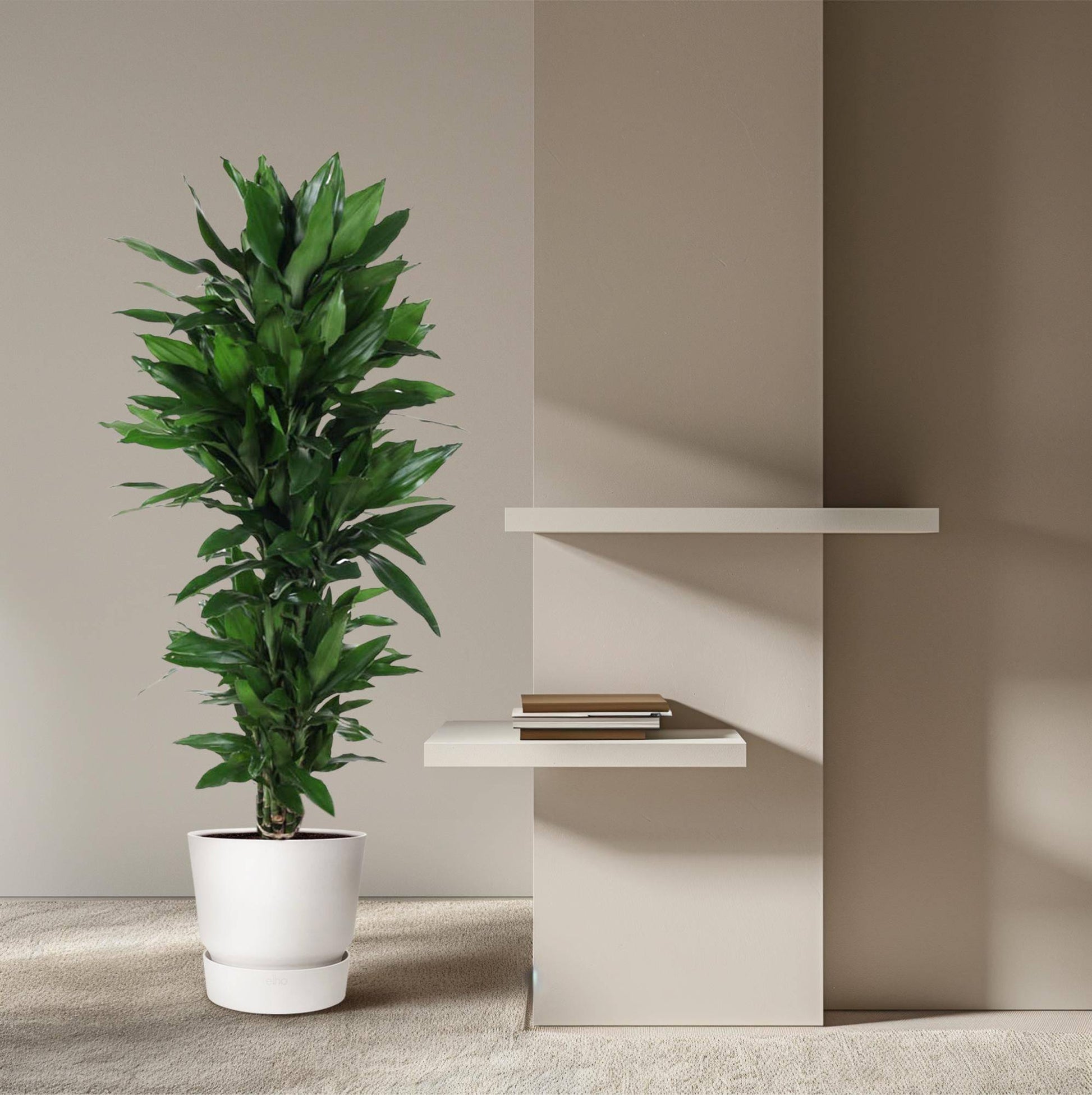 Dracaena Janet Lind verzweigt – 120 cm – Ø27 - Botanic-Vibes