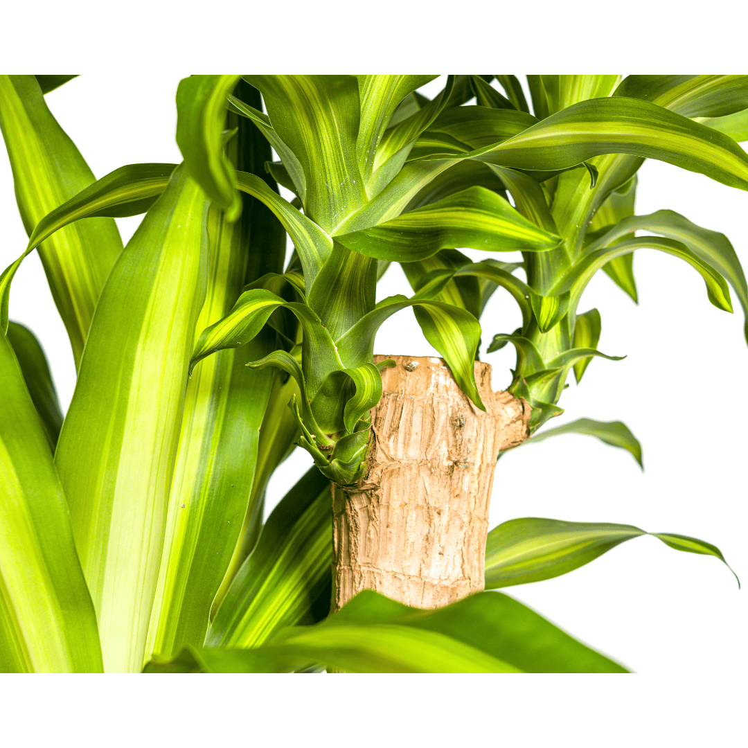 Dracaena Fragrans Massangeana Ø30cm - ↕170 - 190cm - Botanic-Vibes