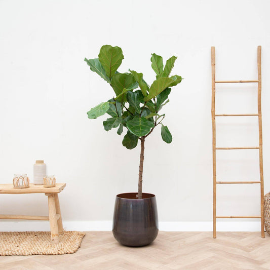 Ficus Lyrata-Stamm – 170 cm – Ø30 - Botanic-Vibes