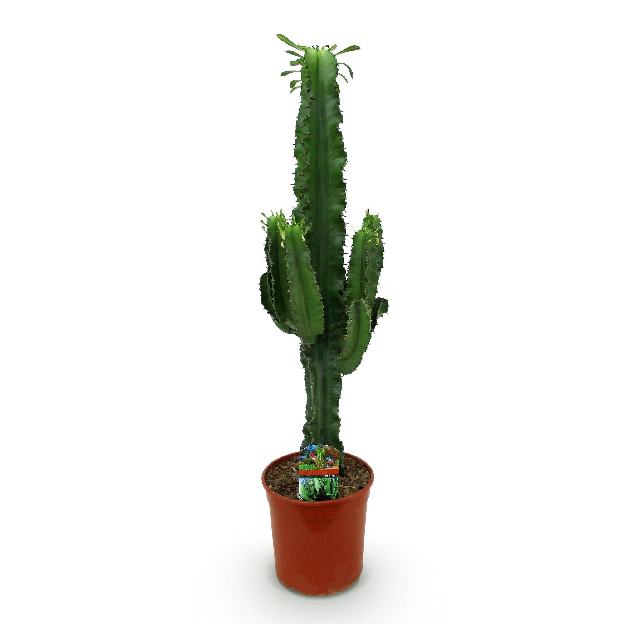 Euphorbia eritrea, Afrikanischer Milchbaum, Wenig Pflege, Grün, 1, Topf 19 cm, 70 cm