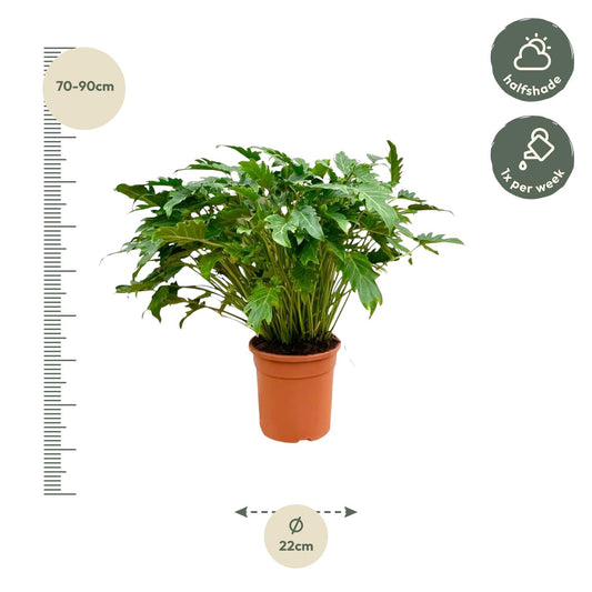 Philodendron xanadu – 80 cm – Ø27