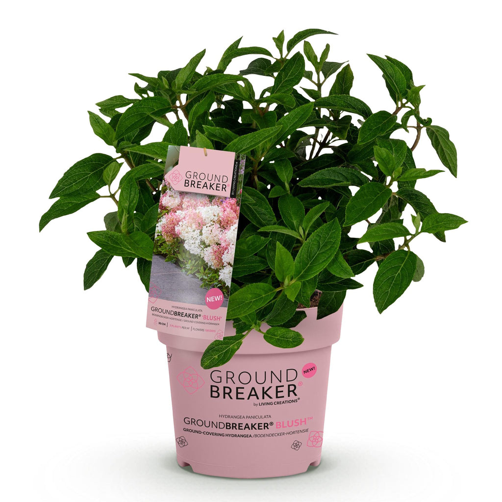 Hydrangea panniculata Groundbreaker Blush, Bauernhortensie, Winterhart, Rosa, 1 Pflanze, Topf 14 cm, 20-25 cm