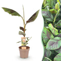 Fruchtpflanze, Musa Ever Rot, Bananenbaum, Winterhart, Grün-Rot, 1 Pflanze, Topf 21 cm, 70-90 cm