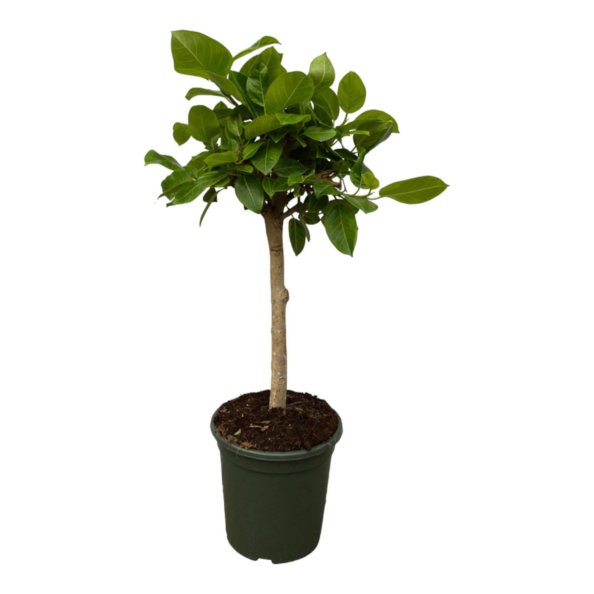 Ficus altissimo variegata – 100 cm – Ø24 - Botanic-Vibes