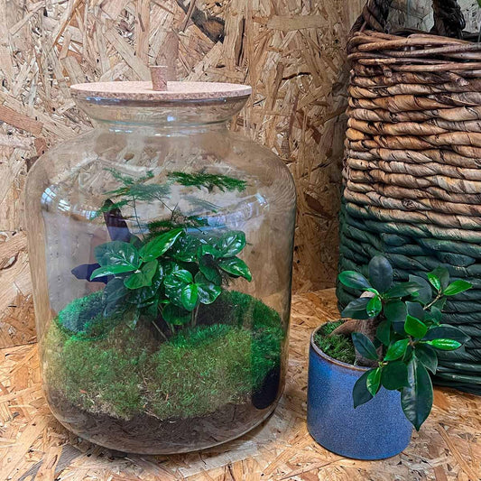 Flaschengarten – Lukas – 33 cm – Standardausführung