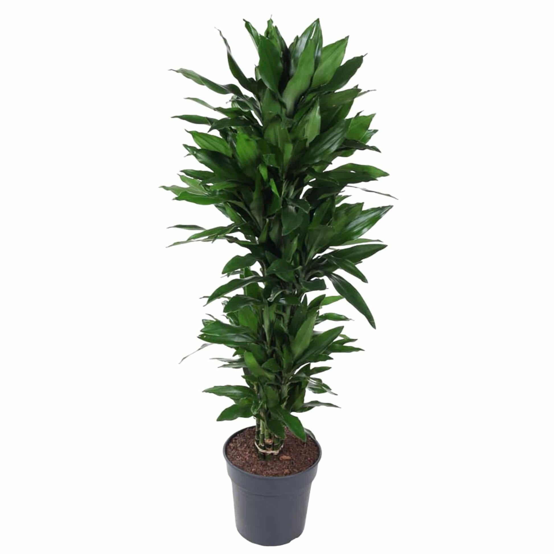 Dracaena Janet Lind verzweigt – 120 cm – Ø27 - Botanic-Vibes