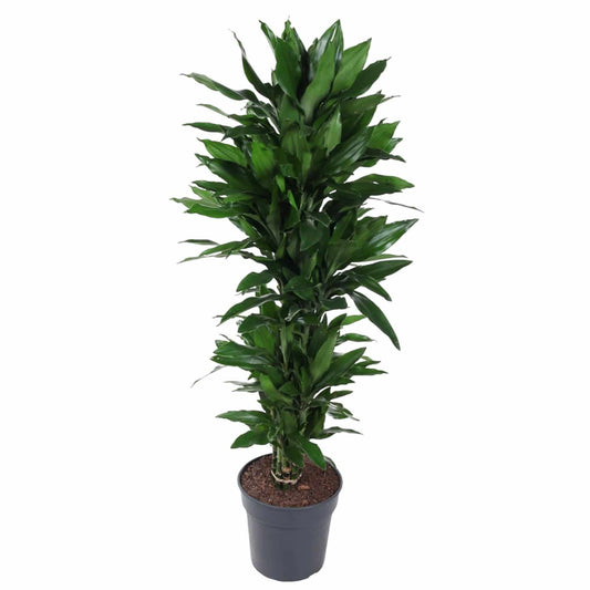 Dracaena Janet Lind verzweigt – 120 cm – Ø27 - Botanic-Vibes