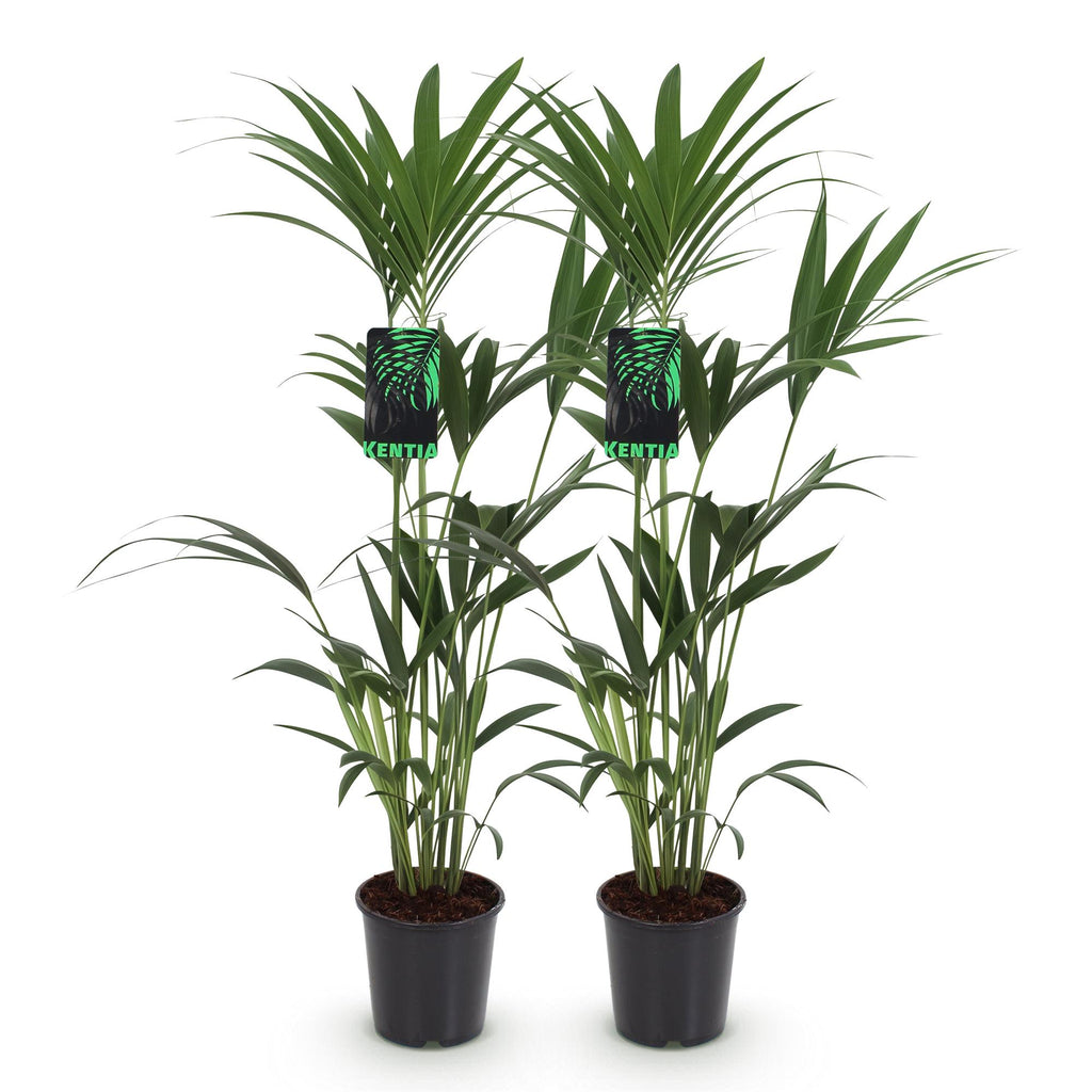 Howea Forsteriana, Kentia Palme, Wenig Pflege, Grün, 2 Pflanzen, Topf 21 cm, 120-130 cm