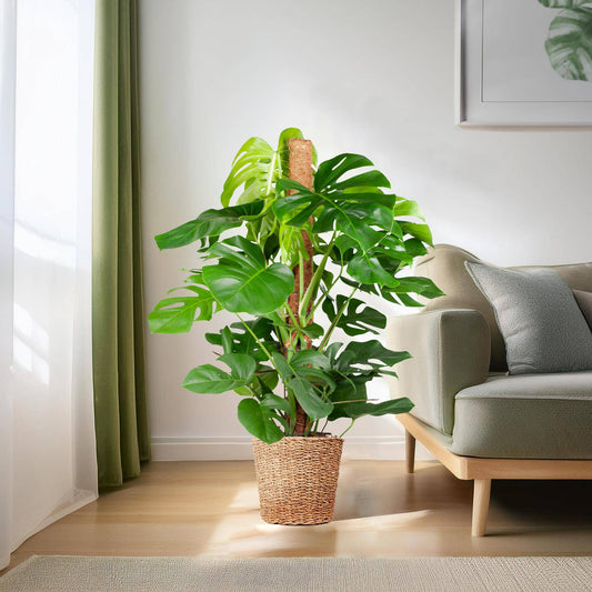Monstera Deliciosa XL mit Torun-Korb – 120 cm – Ø24 - Botanic-Vibes