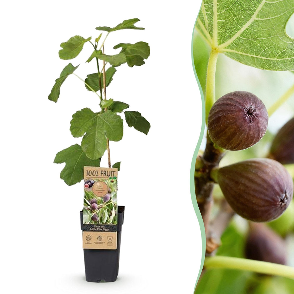 Obstbaum, Ficus caria Little miss Figgy, Feigenbaum, Winterhart, Rote Frucht, 2 Pflanzen, Topf 15 cm, 50 cm