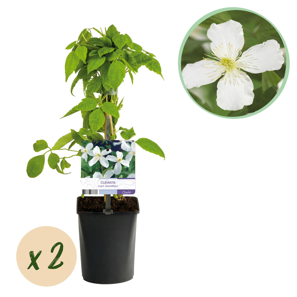 Kletterpflanze, Clematis montana Grandiflora, Blüte Weiß, Frühblühend, Pflegeleicht, 2 Pflanzen, Topf 11 cm 40 cm