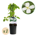 Kletterpflanze, Clematis montana Grandiflora, Blüte Weiß, Frühblühend, Pflegeleicht, 2 Pflanzen, Topf 11 cm 40 cm