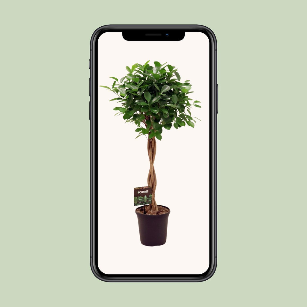 Ficus Micr. Moclame, Ø23 cm, 110 cm