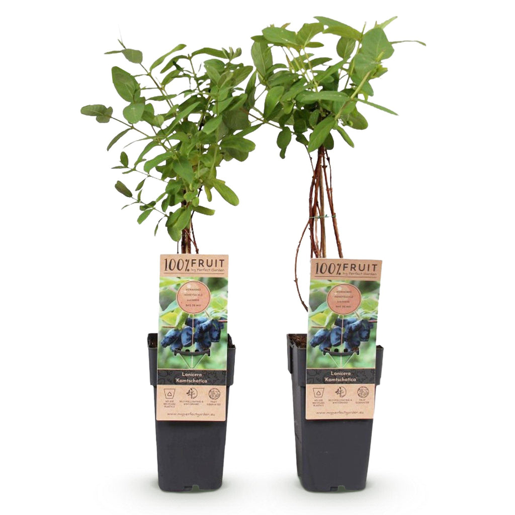 Obstpflanze, Lonicera caerulea Kamchatika, Honigbeere, Winterhart, Blaue Frucht, 2 Pflanzen, Topf 15 cm, 50 cm