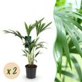 Howea Forsteriana, Kentia-Palme, Wenig Pflege, Grün, 2 Pflanzen, Topf 17 cm, 70-75 cm