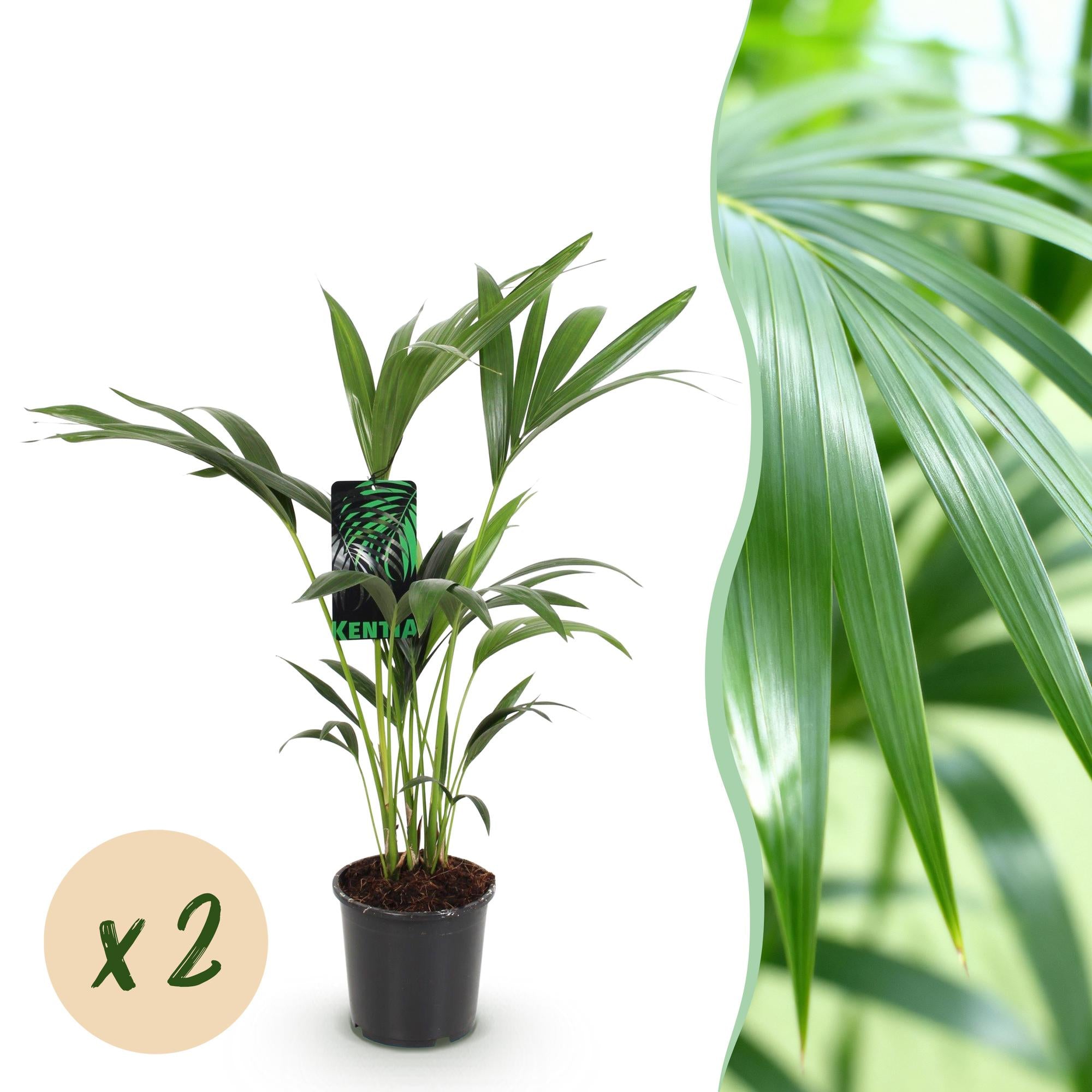 Howea Forsteriana, Kentia-Palme, Wenig Pflege, Grün, 2 Pflanzen, Topf 17 cm, 70-75 cm