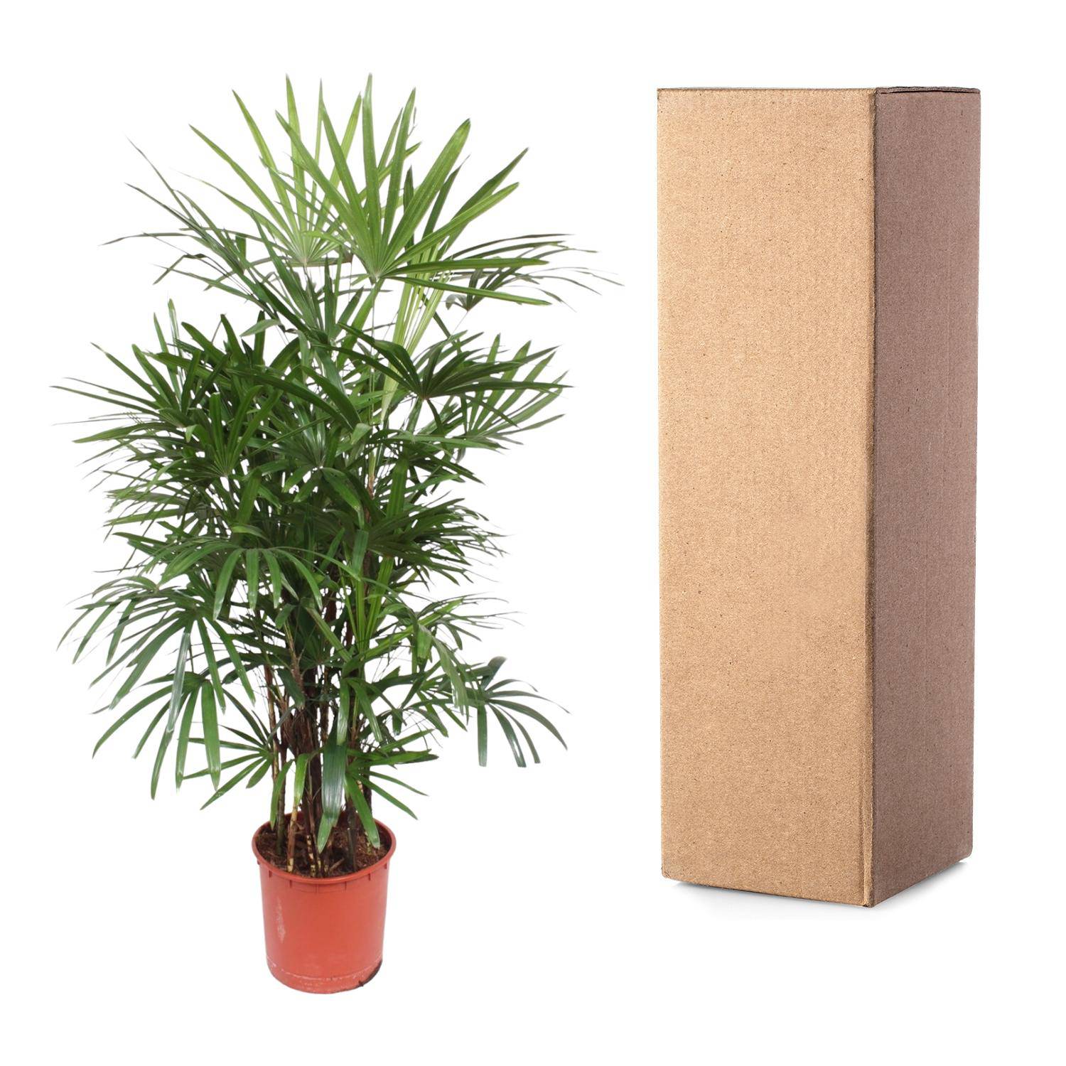Rhapis excelsa – 190 cm – Ø34 - Botanic-Vibes