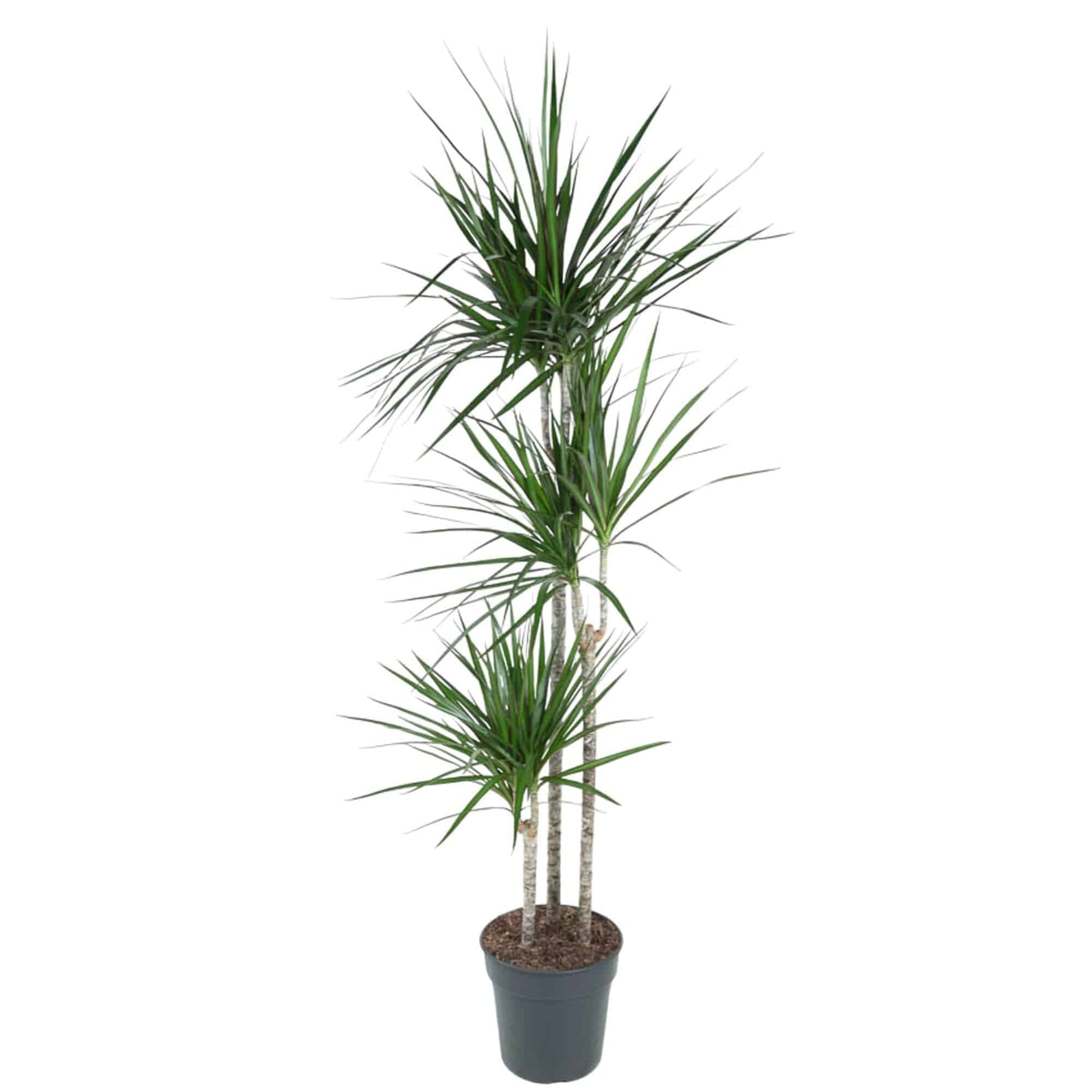 Dracaena Marginata – 160 cm – Ø24 - Botanic-Vibes