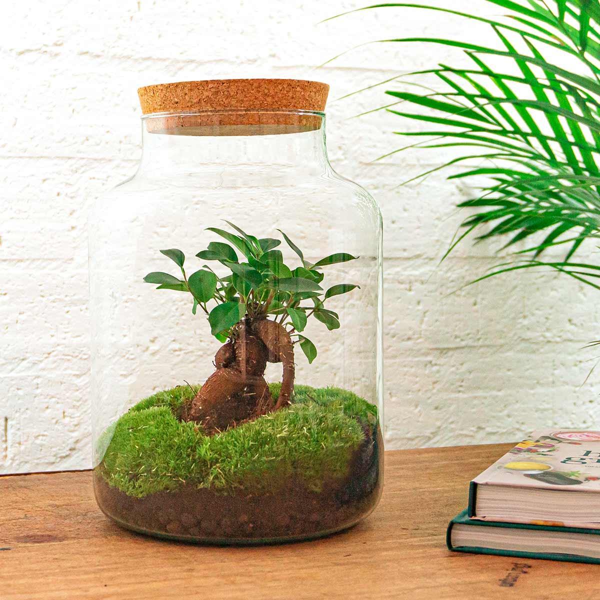 Flaschengarten – Milky mit Bonsai – 30 cm – Rechen + Schaufel