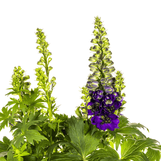 Delphinium Elatum Purple Ø19cm - ↕45 - 60cm - Botanic-Vibes