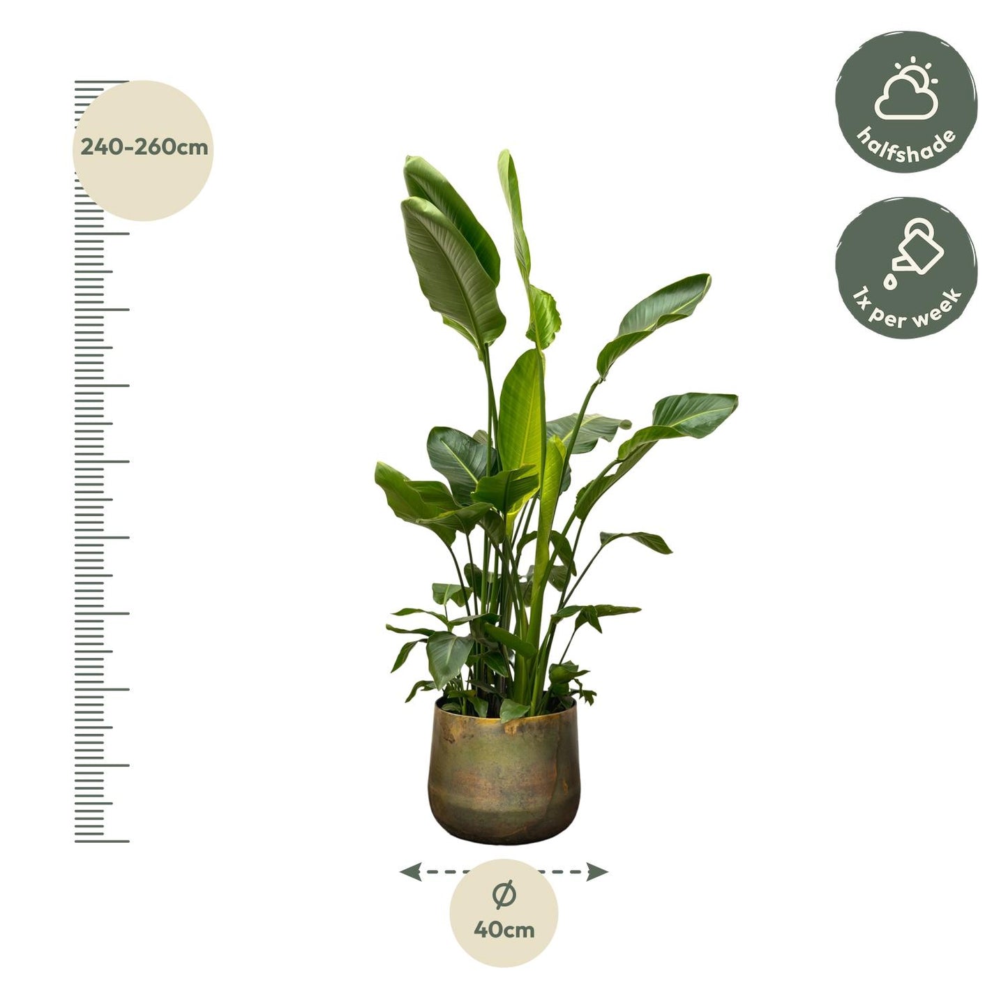 Strelitzia nicolai de luxe XXL – 250cm – Ø40
