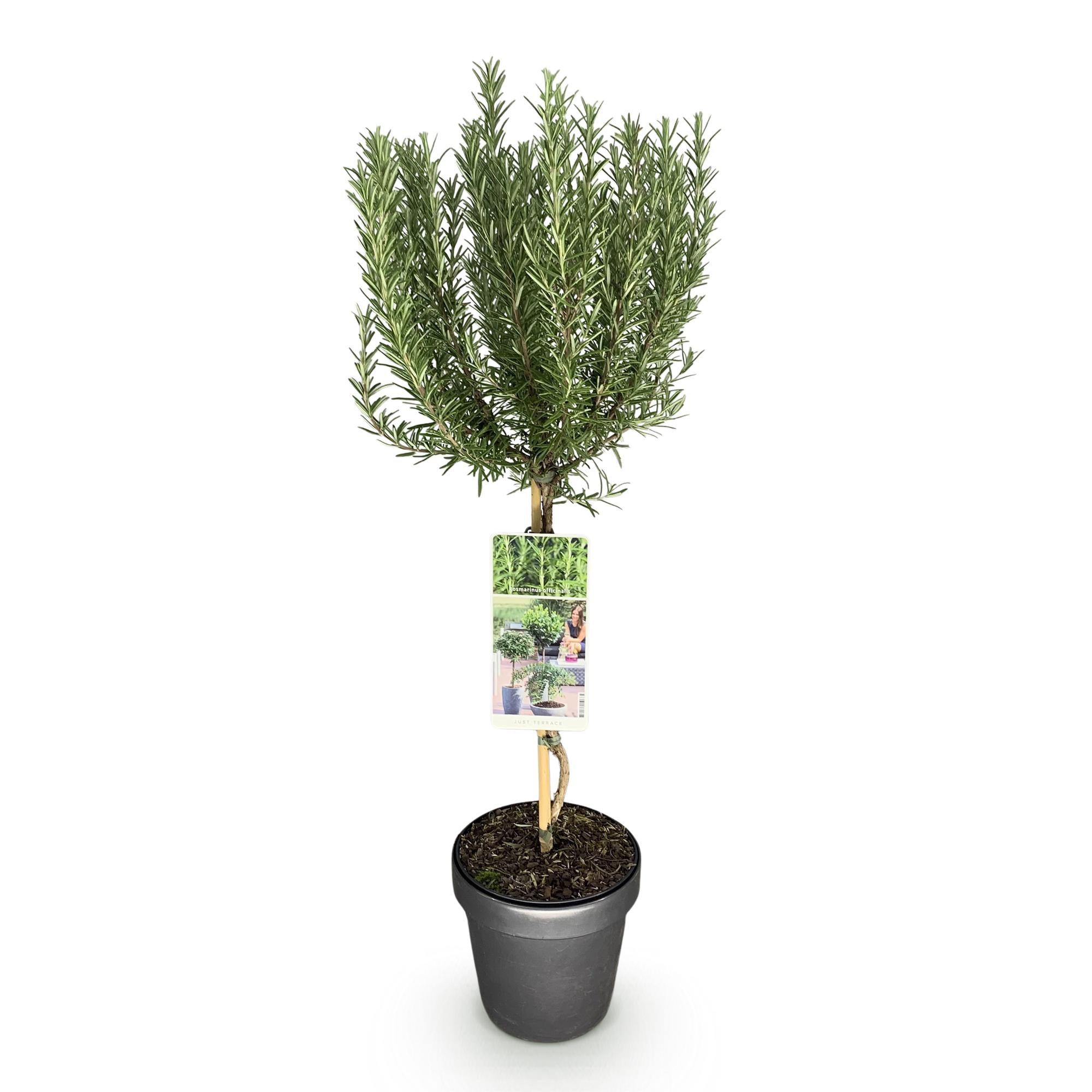 Stamm Pflanze, Rosmarinus officinalis, Terrassen Pflanze, Immergrün, Winterhart, Lila Blüte, Topf 19 cm 90 cm