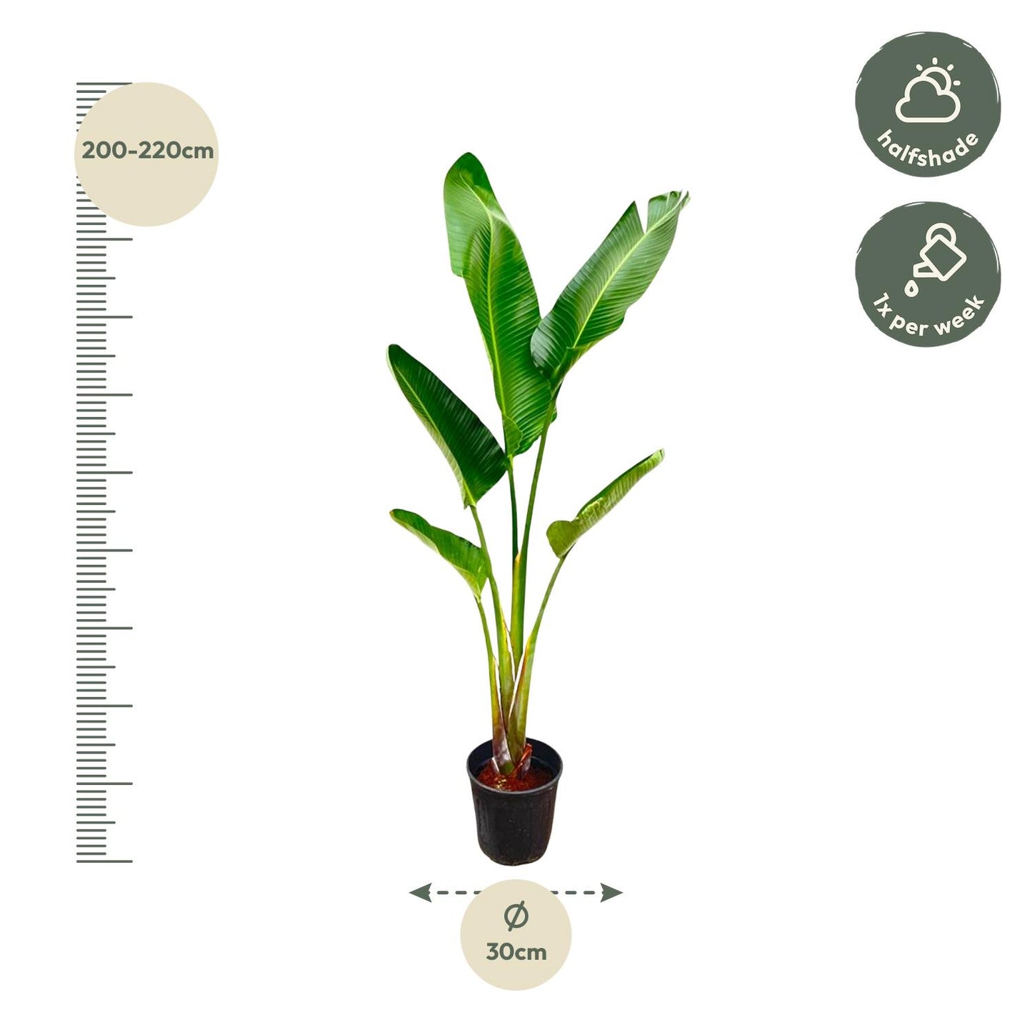 Strelitzia augusta – 220cm – Ø30