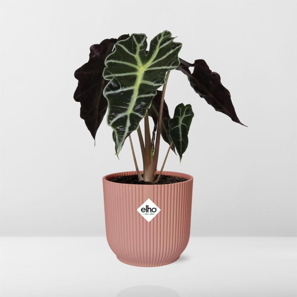 Alocasia ‘Polly’ im ELHO Vibes Fold, 14 cm, rosa
