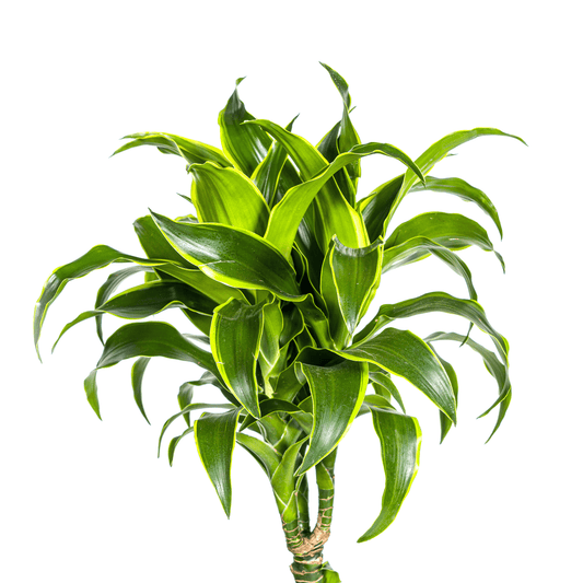 Dracaena Deremensis Dorado Ø24cm - ↕120 - 140cm - Botanic-Vibes