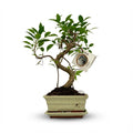 Bonsai S-Form Baum, Ø15 cm, 30-35 cm (Keramik-Mix)