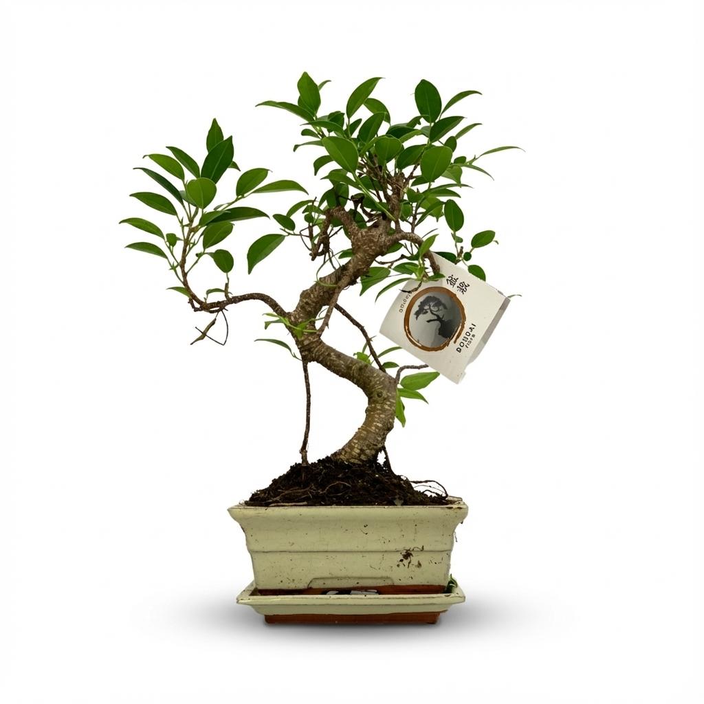 Bonsai S-Form Baum, Ø15 cm, 30-35 cm (Keramik-Mix)