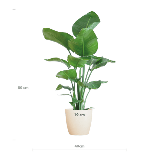 Strelitzia Nicolai mit Viber-Topf weiß – 80 cm – Ø21 - Botanic-Vibes
