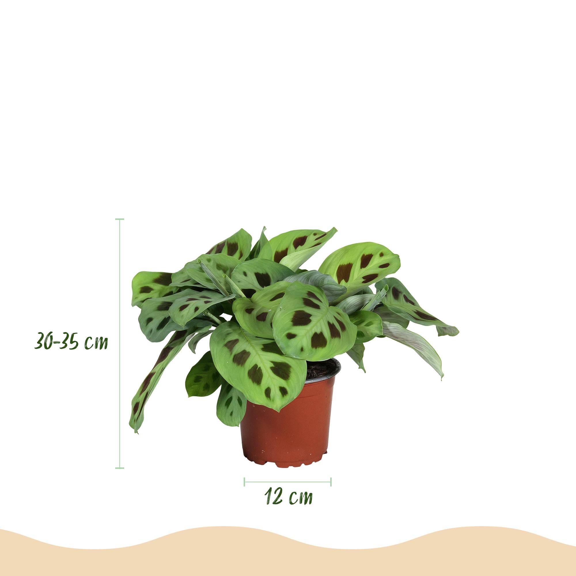 Green boutiQ, Zimmerpflanze, Marantha Silverband, Marantha Lemon Lime Marantha Kerchoveana, Gebetspflanze, Haustierfreundliche Pflanze, Grün, Topf 12cm, Höhe 25cm