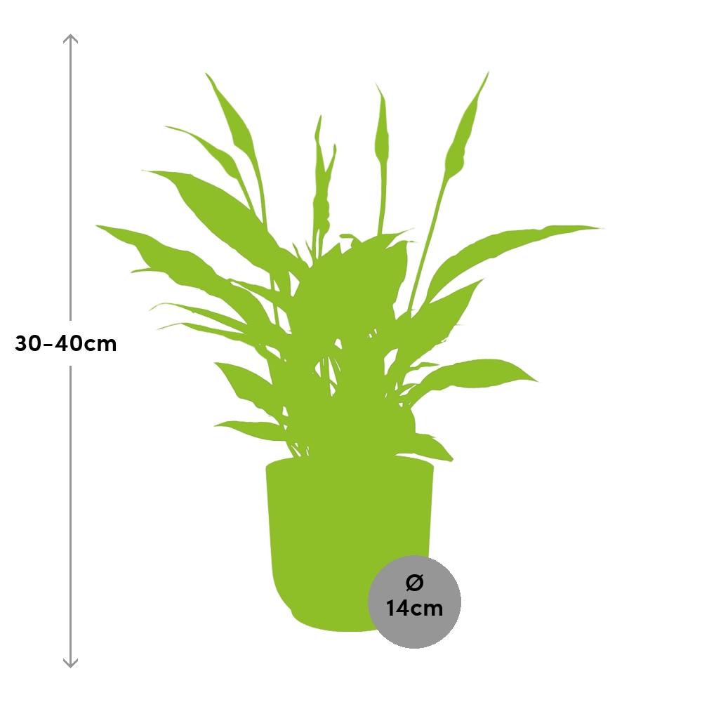 Spathiphyllum 12 cm Torelli im ELHO Vibes Fold, 14 cm, rosa
