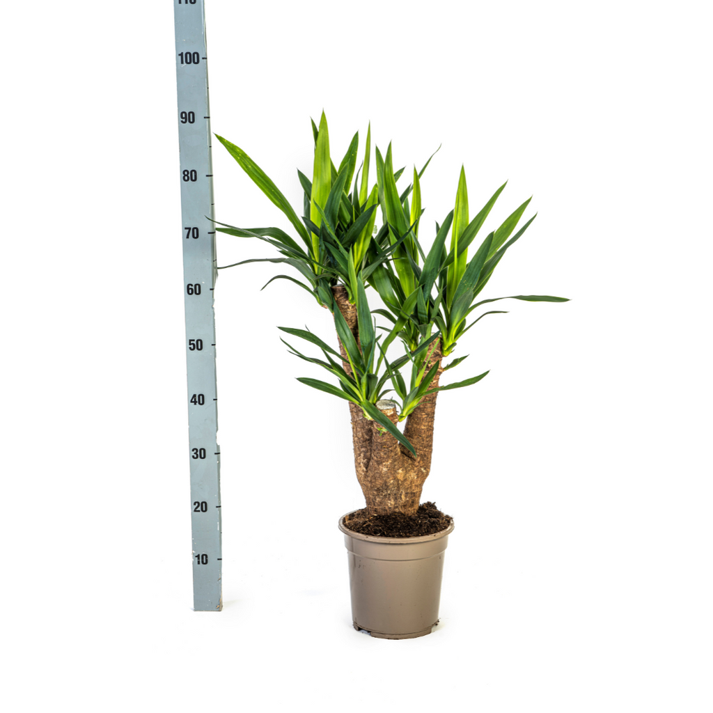 Yucca Elephantipes Verzweigt mit Korb Ø21 cm, 60-70 cm