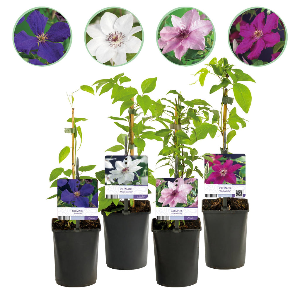 Kletterpflanze, Clematis Rainbow, Blüte Rosa Weiß Lila Rot, Wenig Pflege, 4 Pflanzen, Topf 11 cm 40 cm